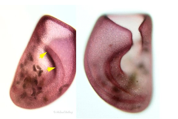 009_Bursaria aus der Ackerfurche.jpg