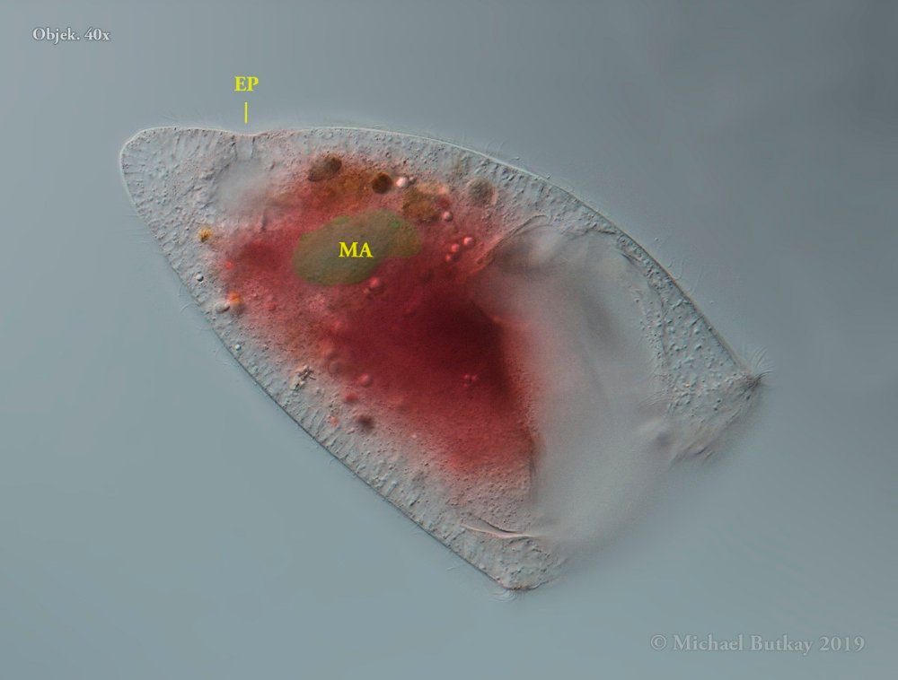 Bursaridium pseudobursaria_i4a8255_2019-12-27a.jpg