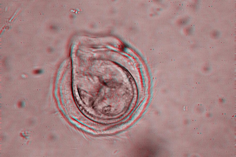 K1024_IMG_3835_IMG_3836___pysharp_sup0_fil7 Anaglyph.JPG