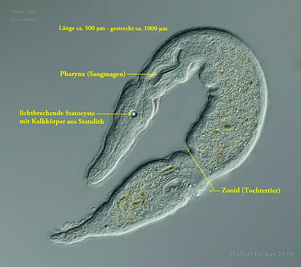 Statolithen, sind mikroskopisch kleine Körnchen die aus festem Material, beispielsweise Kalk oder Stärke bestehen können, die in Einzellern ebenso wie in dem Lage- und Gleichgewichtsorgan vieler anderer Lebewesen gefunden werden.