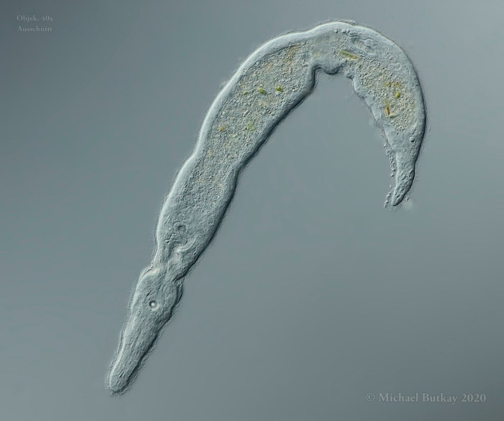 Catenula leptocephala, Ähnlichkeit wie ein kleines &quot;Krokodil&quot;, fehlen nur noch die Füße...