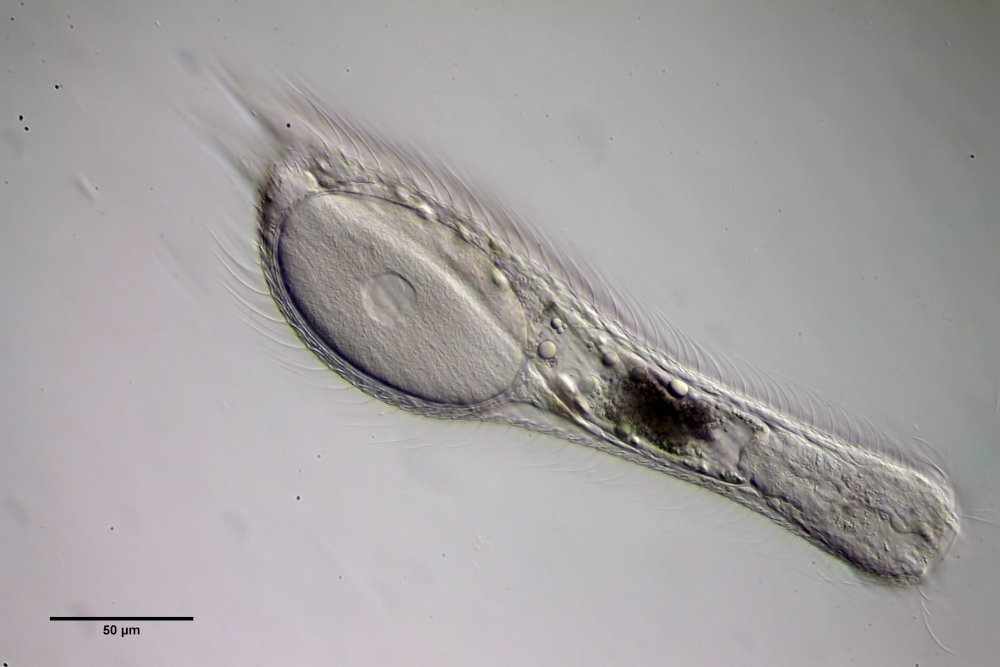 Ch. insigniformis.jpg