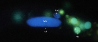 Spirostomum teres: Einzelner Micronucleus.