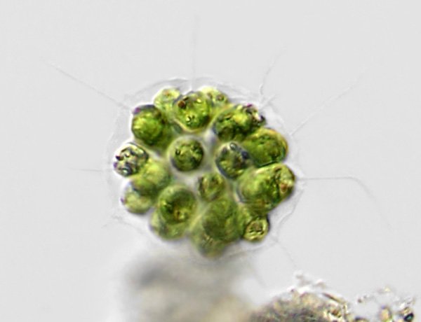 eudorina.elegans1.jpg
