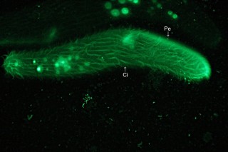 Spirostomum teres: Fluoreszenzaufnahme der Bewimperung.