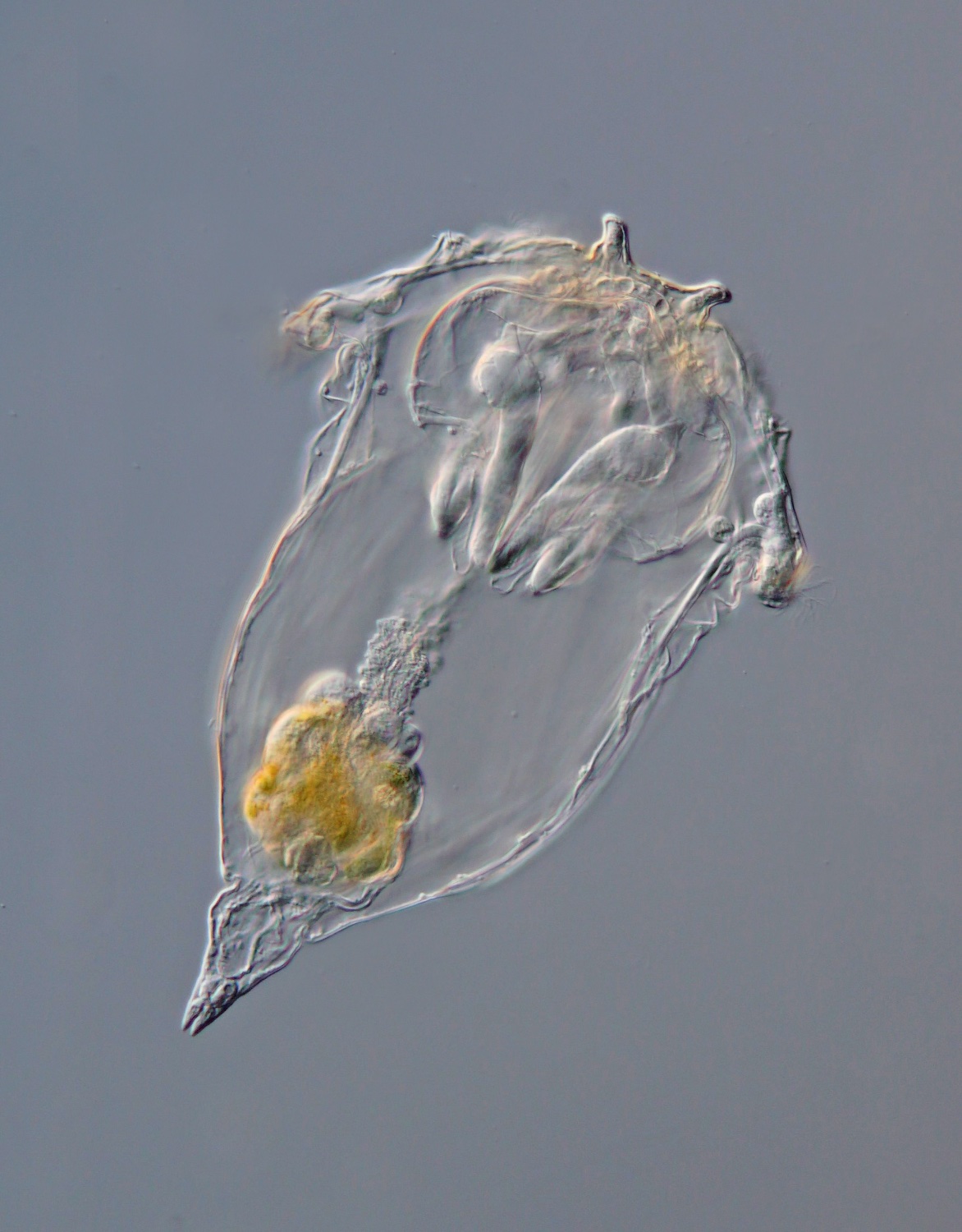 Billtal 003 Synchaeta pectinata.jpg