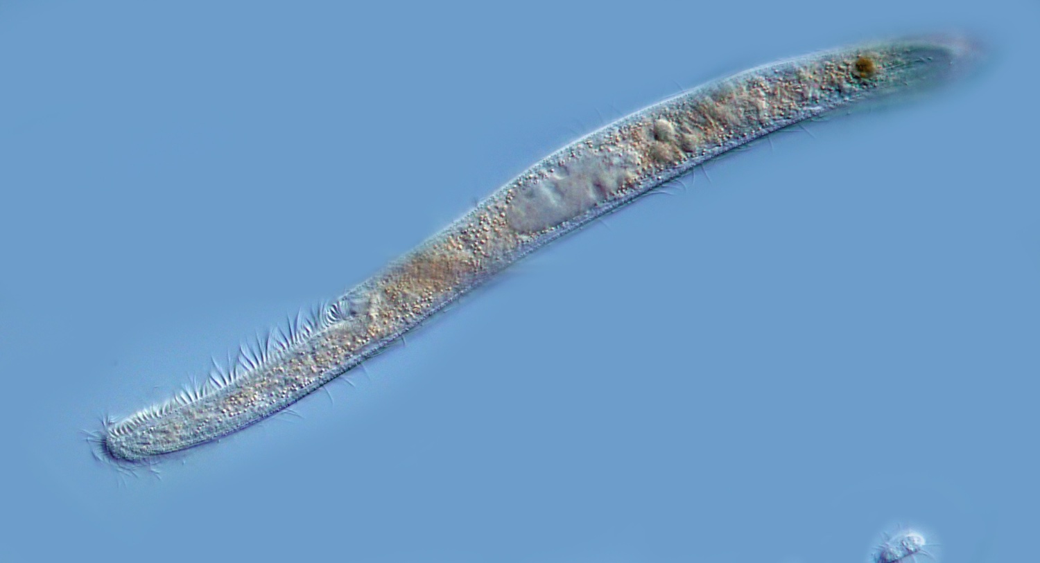 Aquarium 004 Spirostomum.jpg