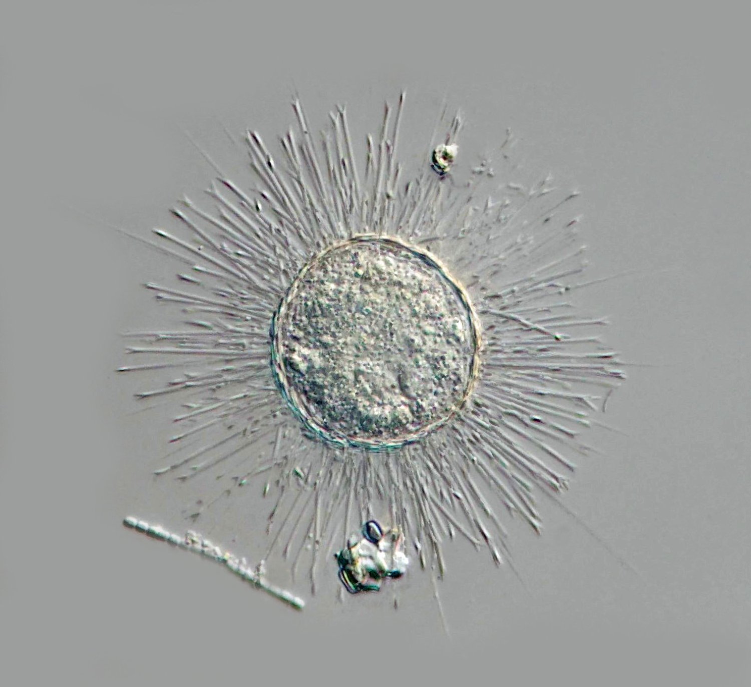 Acanthocystis turfacea 2.jpg