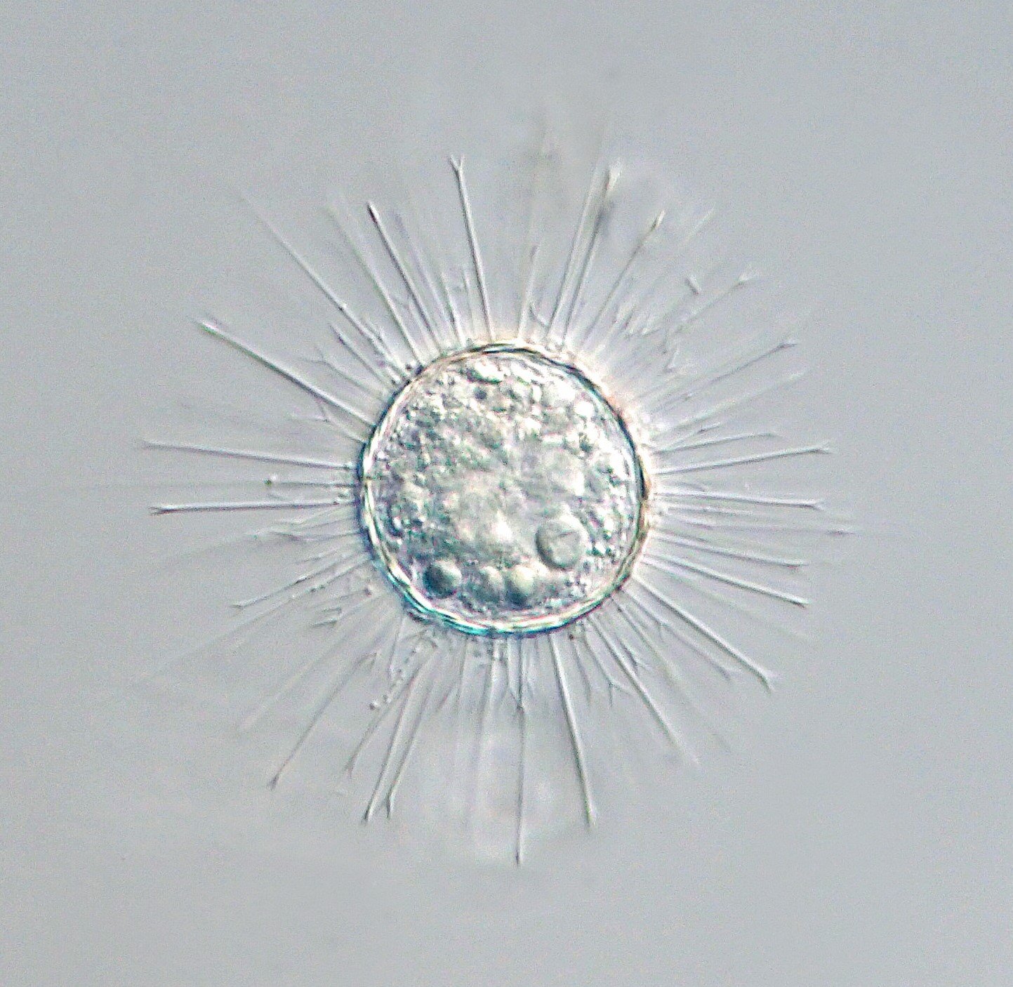 Acanthocystis turfacea 5.jpg