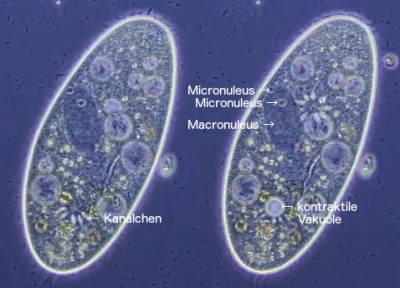 Kontraktile Vakuolen und Zellkerne eines P. aurelia (Phasenkontrast)