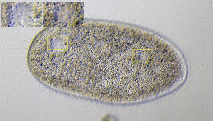 Paramecium-porus.jpg