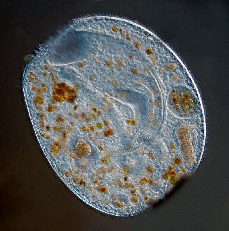 Auf diesem Bild ist das tiefe sackartige Peristom zu erkennen.