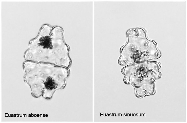 euastr.aboense-sinuosus.jpg