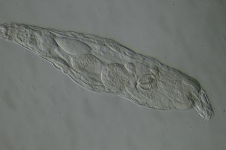 K800_Habrotrocha constricta  (20).JPG