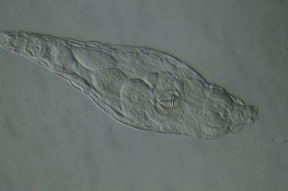 K800_Habrotrocha constricta  (19).JPG